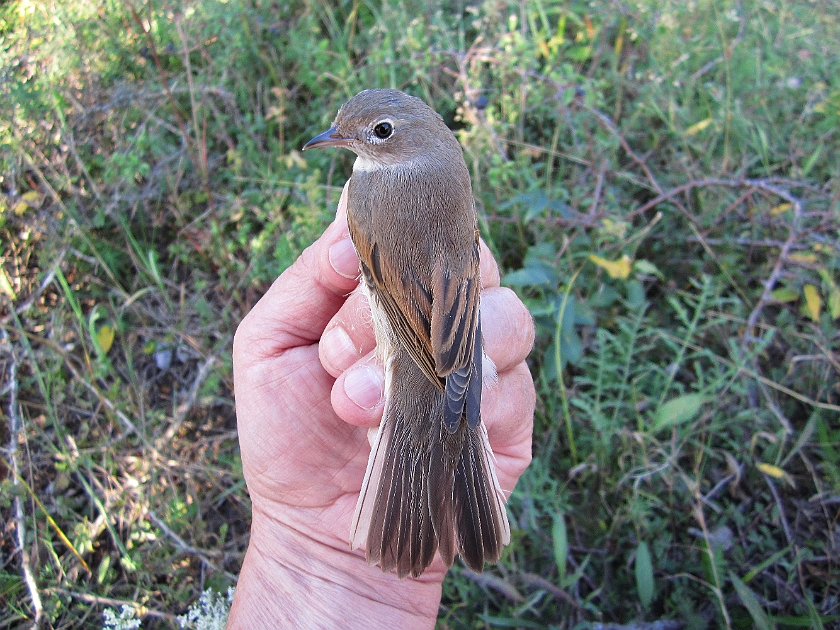 Common Whitethroat, Sundre 20120829